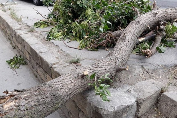 Xaçmaz sakini üzərinə ağac aşması nəticəsində ölüb